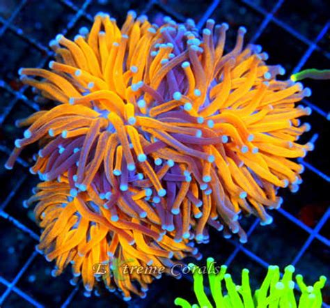 How To Care For Torch Coral In A Reef Tank
