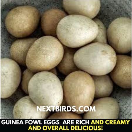 During reproduction, an average of 87 eggs was produced by white guinea fowl and 90 eggs by grey guinea fowl. All Know About Guinea Fowl Eggs Taste and Nutritional Values