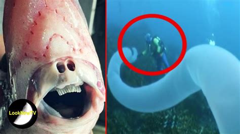 Deep Sea Creatures Caught On Camera Imglasi