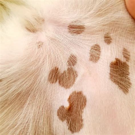 Brown Spots On Dogs Belly Looks Like Dirt 5 Skin Tumors Dogs Owner