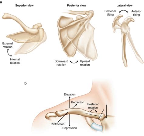 The Acromioclavicular Joint Musculoskeletal Key