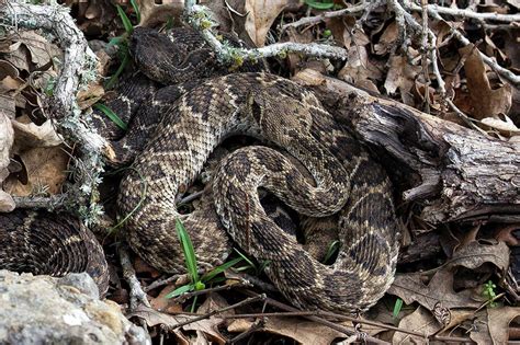 Expert Increased Danger For Snake Bites As Texas Temperatures Warm