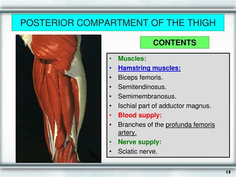 Posterior Compartment Of Thigh Ppt Front Of Thigh Pow