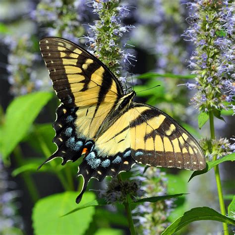 Farfalla Orientale Di Tiger Swallowtail Su Coneflower Viola Albero