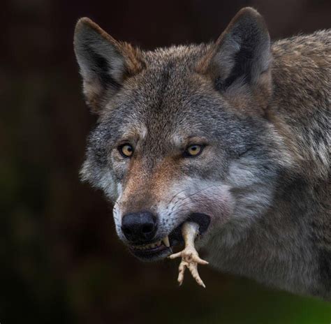 A Wolf Eating A Bird Rnatureismetal