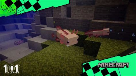 Minecraft Caves And Cliffs Axolotls Onde Encontrá Los Como Domar