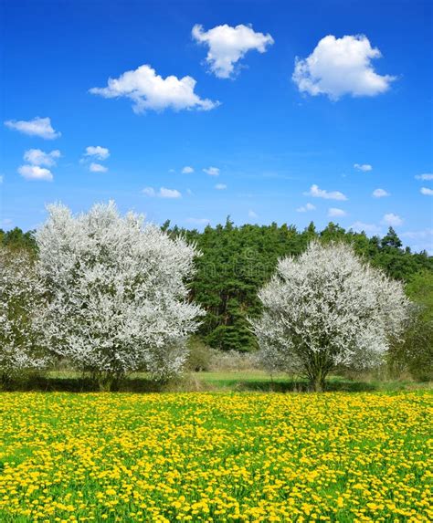 11433 Lonely Trees Spring Stock Photos Free And Royalty Free Stock