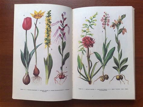 Botanical Book Medicinal Herbs Vintage Book Rare Plants Etsy Plant