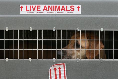 State Senate Oks Animal Cruelty Bill