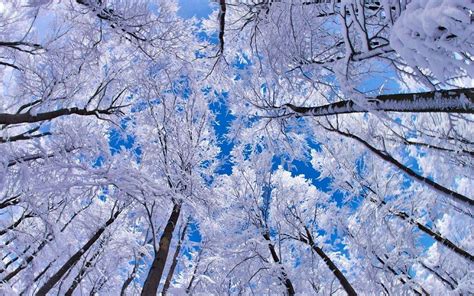 Snowy Tree Wallpaper