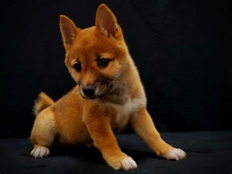 Shiba inu puppies las vegas. Shiba Inu-DOG-Female-Red-2597388-Petland Las Vegas, NV