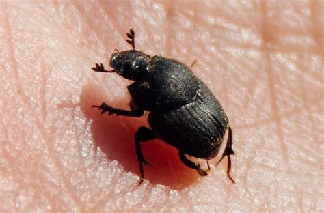 some dung beetles carry parasites on their genitals