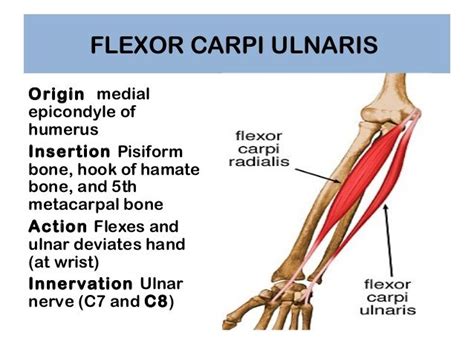 Fcu Wrist Flexor Innervated By Ulnar Nerve Muscle Anatomy Muscular System Anatomy Massage