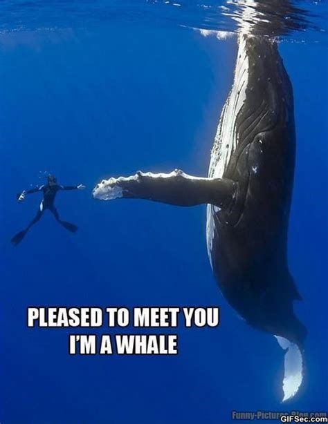 Whale Funny Quotes Quotesgram