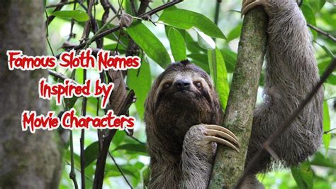 200 Pet Sloth Names Cute Funny Male And Female Names