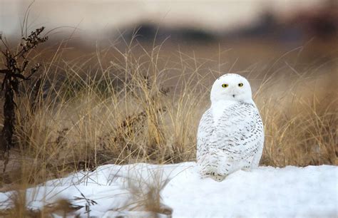 Snowy Owl Facts