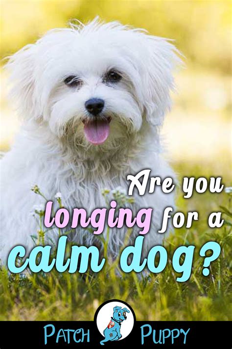12 Dog Breeds That Are Calm Calm Dog