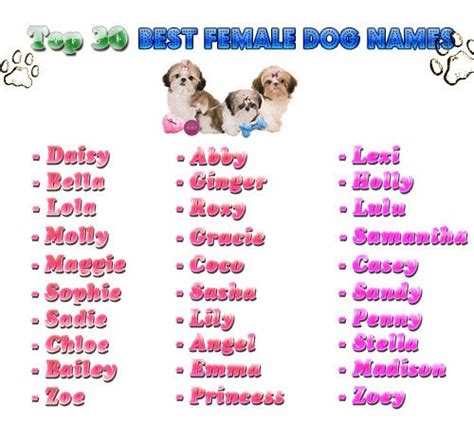 Female Dog Names With Good Meanings Top 100 Dog Names That Mean Love