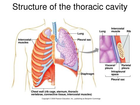 The thoracic cage (rib cage) is the skeletal framework of the thoracic wall, which encloses the thoracic cavity. PPT - The Respiratory system PowerPoint Presentation - ID:1206679