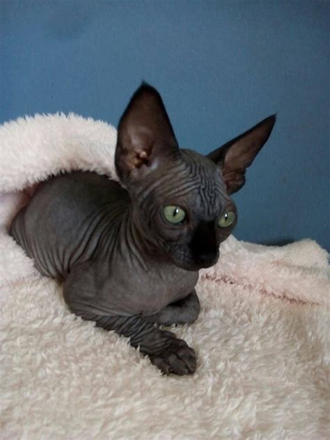 Sphynx Black Canadian Sphynx Female Cats For Sale Price