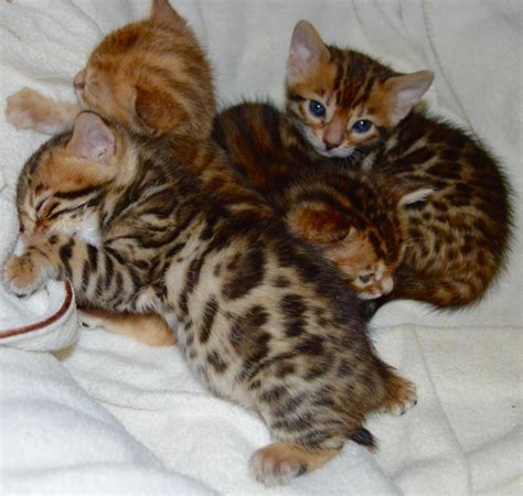 In this video i introduce you to my new kittens. Cute Bengal kittens available for a new home FOR SALE ...