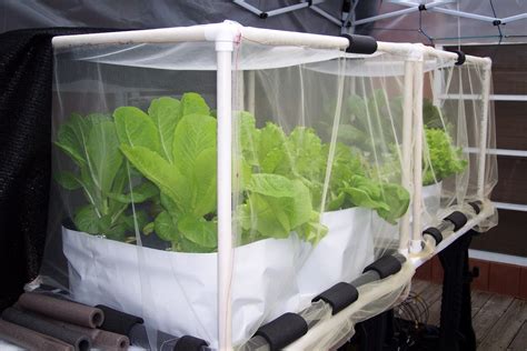 Update 2 Weeks After Planting In Hydroponic Containers Romaine Lettuce