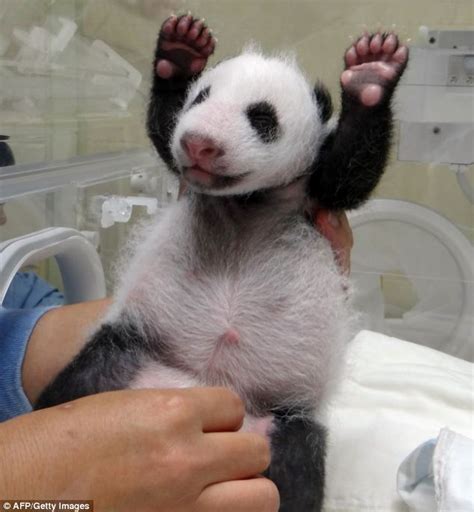 Newborn Baby Panda And Red Panda Cheerfully Greet The World Aies