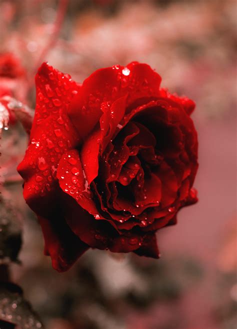 Red Rose Bloom Wallpapers Wallpaper Cave