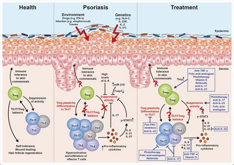 Role Of Regulatory T Cells In Psoriasis Pathogenesis And Treatment