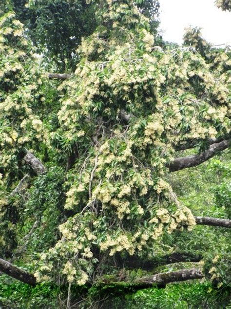 We did not find results for: OUR PHILIPPINE TREES: Flowering Dipterocarp!