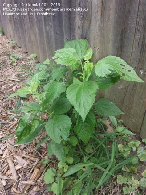 Plant Identification Closed New Jersey Philly Weed All Over The