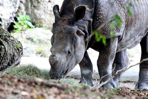 Greater One Horned Rhinoceros Zoochat