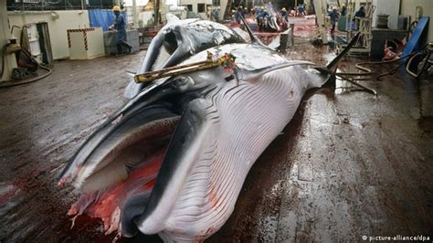 Japan Kills 333 Whales In Annual Antarctic Hunt Flouting International