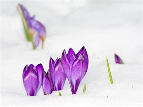 Purple Crocus Flowers In The Snow Stock Photo Image Of Flora Season