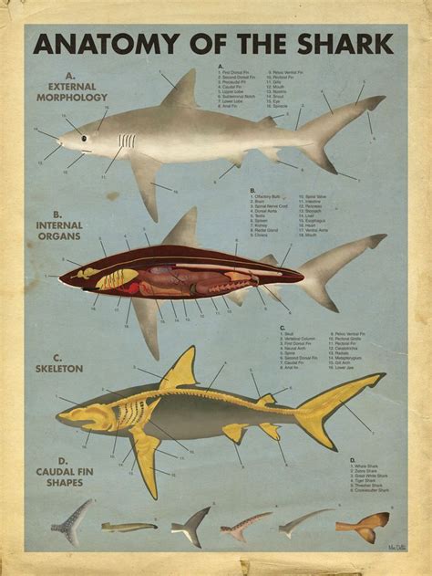 Anatomy Of Sharks Shark Facts Shark Marine Animals
