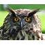 European Eagle Owl  The Eurasian Is A Species Of … Flickr