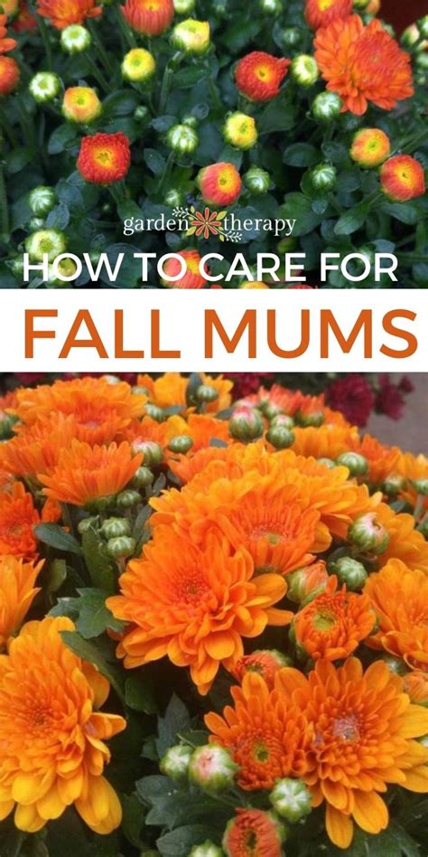 How To Care For Mum Flowers And Keep Them Blooming All Year Long