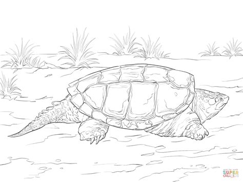 Realistic Common Snapping Turtle Coloring Page Free Printable