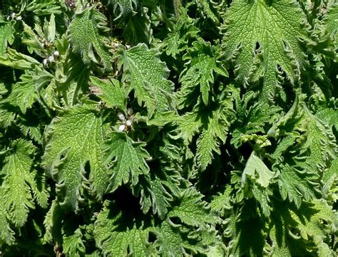 Talpa gastei (leonurus cardiaca) este una dintre plantele medicinale cu puternice efecte terapeutice asupra inimii si sistemului nervos central. Seminte si plante de gradina hobby: Talpa gastei-Leonurus ...