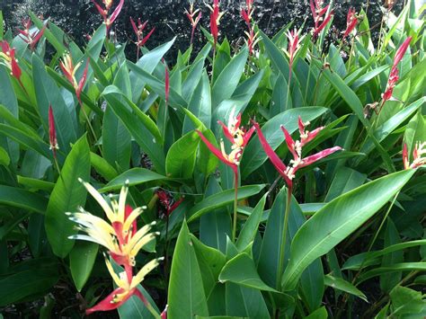 Heliconiaceae parrot's heliconia, heliconia, parakeet flower. Heliconia, psittacorum Lady Di, "VARIEGATED!" Gal / 6 ...