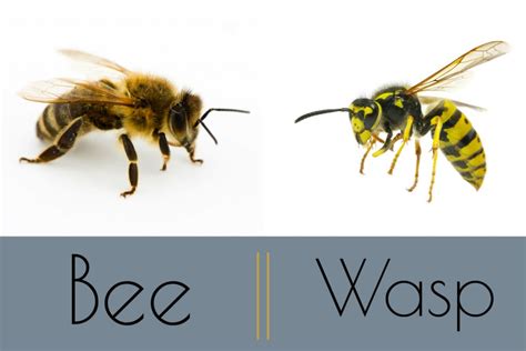 Bumble bee or carpenter bee: "Bee" Safe This Fall By Steering Clear Of Honey Bees And ...