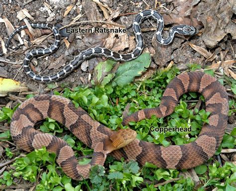 Nine Minute Naturalist Snakes With Similarities • The Nature