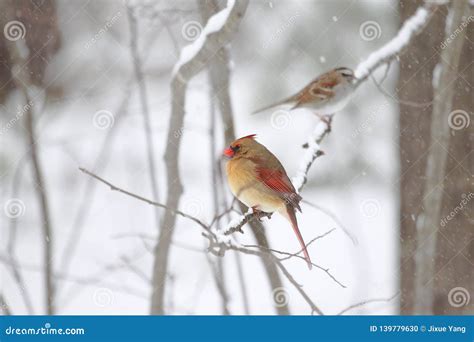 Female Northern Cardinal Stock Photo Image Of Wing 139779630