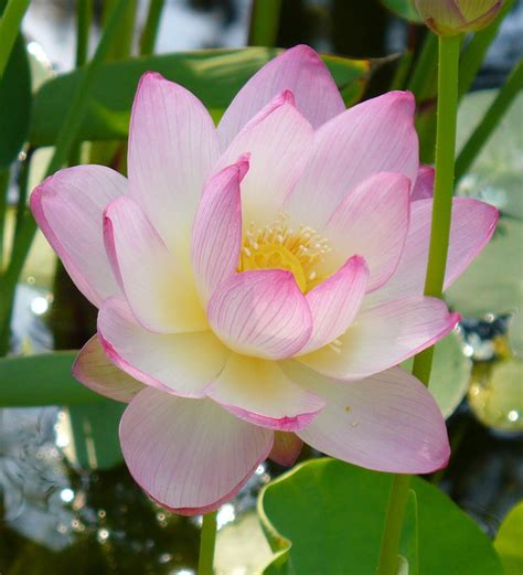 Nelumbo Nucifera Chinese Arrowroot Chinese Waterlily Eastern Lotus