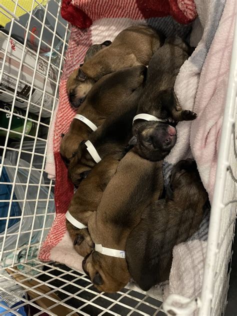 Newborn Puppies Found In Bin Bag In The Woods With Umbilical Cords