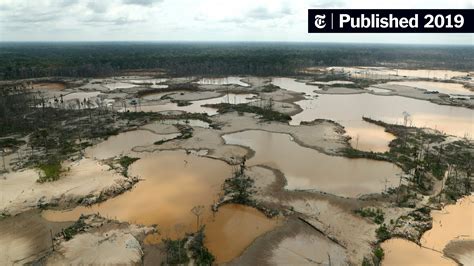 Opinion How To Save The Amazon Rain Forest The New York Times