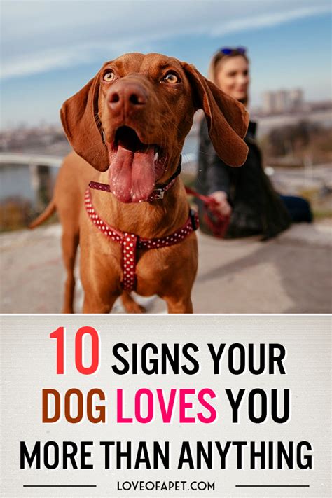 How To Tell If Your Dog Loves You 10 Signs Love Of A Pet Dog Love