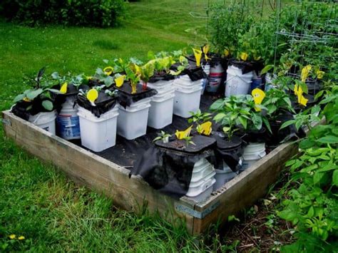 How To Reuse Buckets In Your Garden 14 Bucket Gardening Ideas