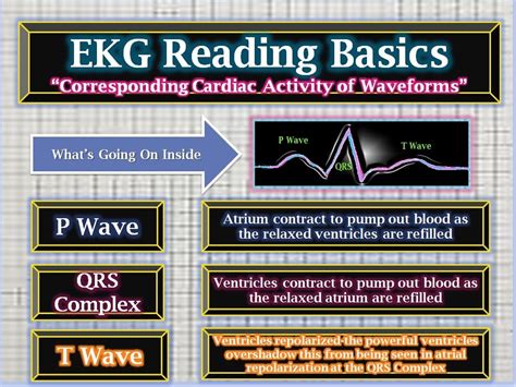 Ekg Card Waveforms And Corresponding Cardiac Activity