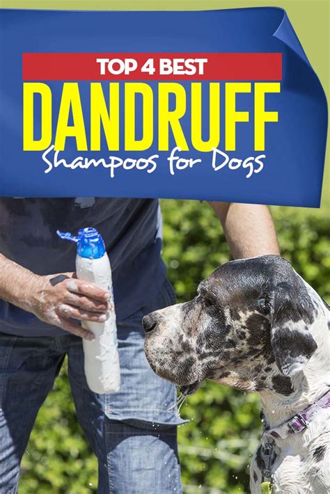 4 Best Dandruff Shampoos For Dogs Top Dog Tips